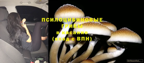 прущие грибы Россошь